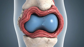 3Dϥ�ؽڻ������ʽṹչʾ