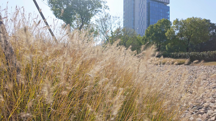 ���紵���Ĺ�β��