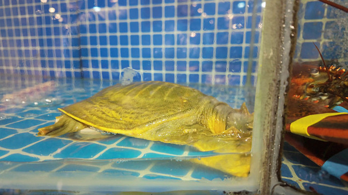 玻璃缸内甲鱼特写 玻璃缸内甲鱼特写