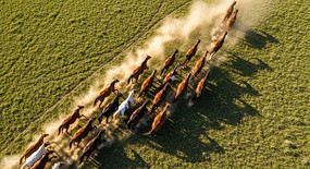 ��ԭ����Ⱥ�����ӽ�