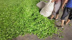 �賧������ȡ��ũ�Ĳ�Ҷ