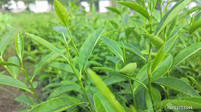 ��԰���̲�����д