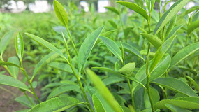 ��԰���̲�����д