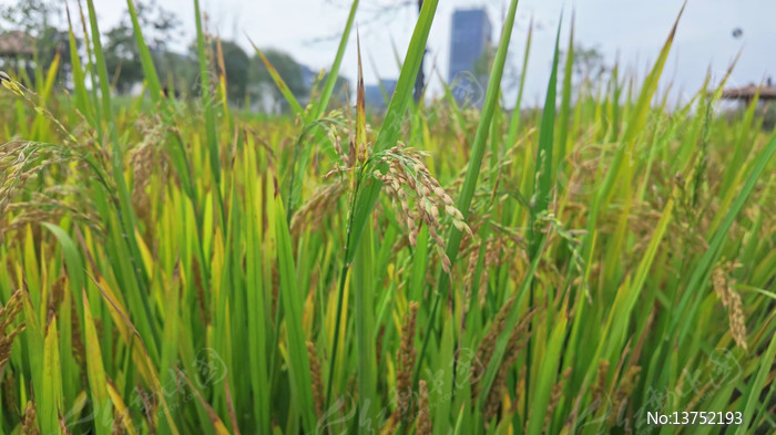 ���쵾�Ƚ�������