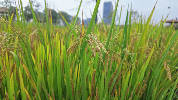 ���쵾�Ƚ�������