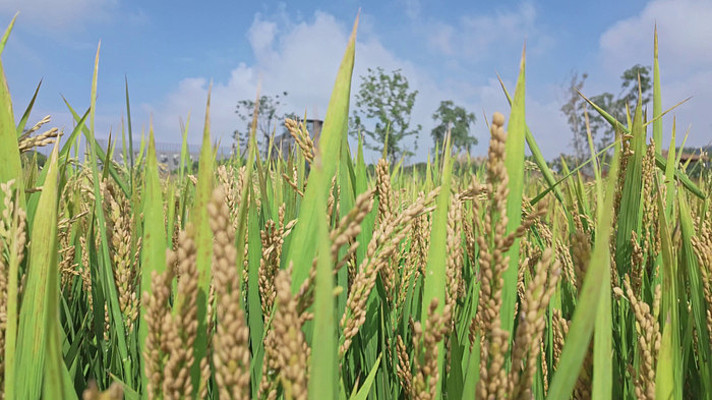 ���쵾�Ƚ�������