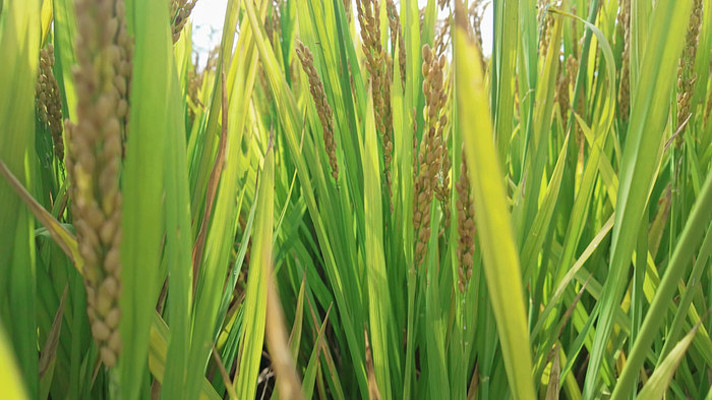 ���쵾����д�ز�