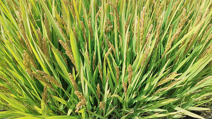 ���쵾����д�ز�