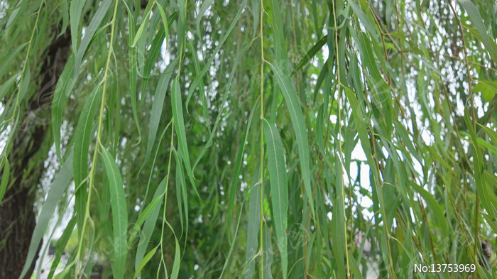 ������Ҷ��д