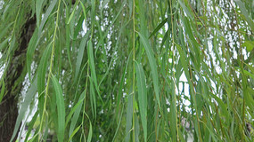 ������Ҷ��д