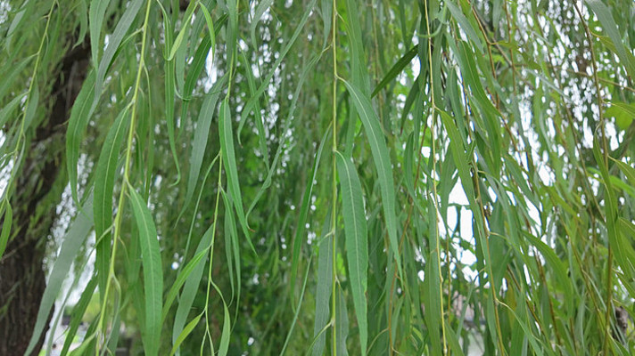 ������Ҷ��д