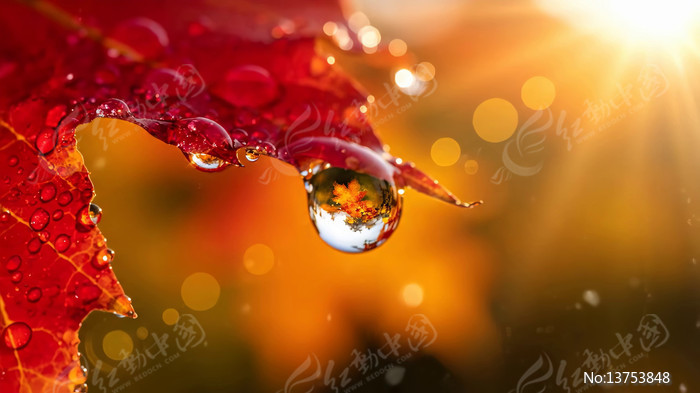 ��ˮ��ĺ�ɫ��Ҷ��д