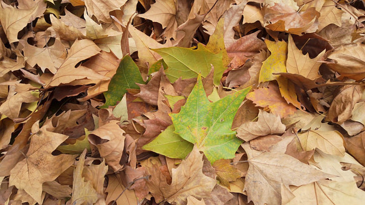 ����ѻ���������Ҷ��ͩҶ