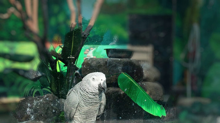 ����԰���޻�����