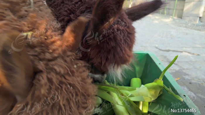 ����԰���ճ�����Ҷ