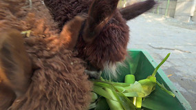 ����԰���ճ�����Ҷ