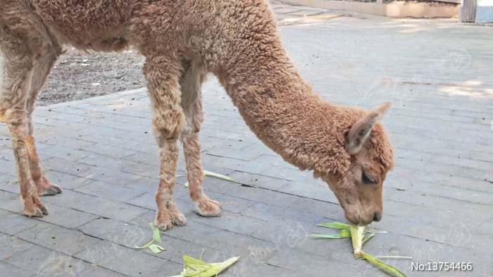 ����԰���ճ�����Ҷ