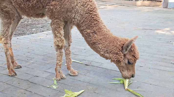 ����԰���ճ�����Ҷ