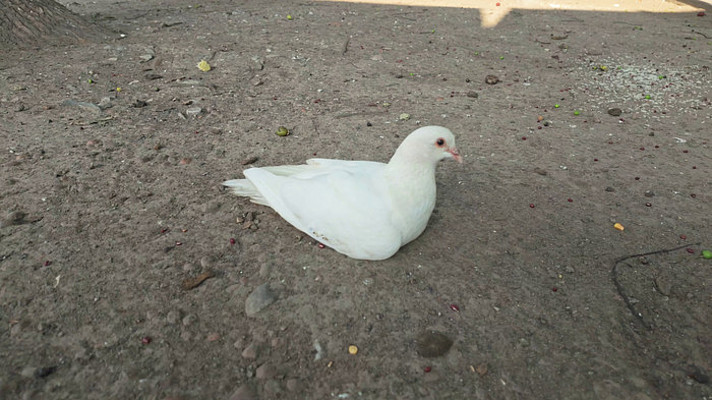 ���ڵ��ϵİ׸�