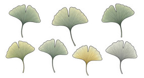 ��ɫ����Ҷ����ز�