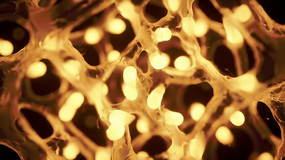 ����ϸ��״������Ч�ز�