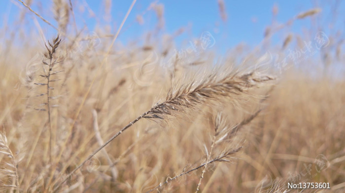 �紵�ݶ���Ȼ�羰