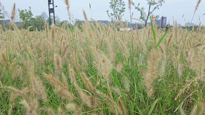 ����ҡҷ�Ĺ�β��