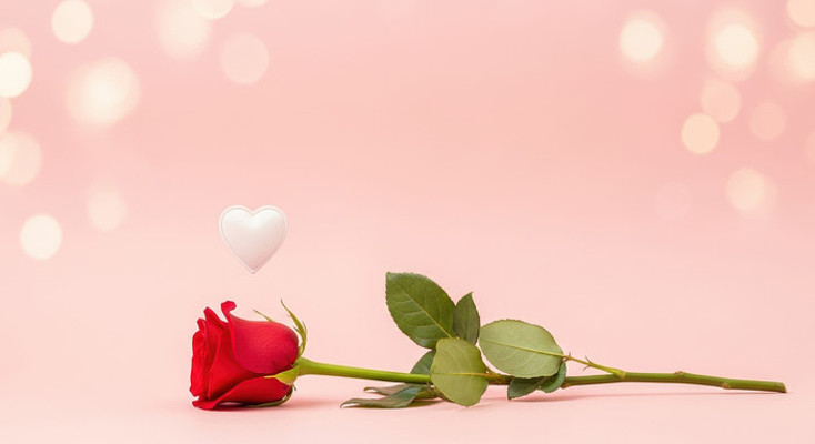 粉色背景红玫瑰与爱心 粉色背景红玫瑰与爱心