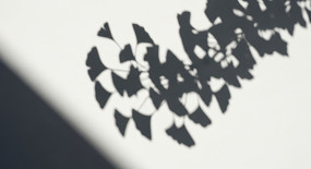 ��Ӱ�µ�����ҶӰ��