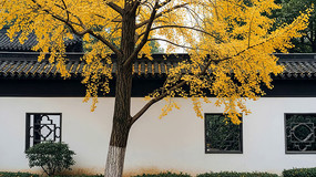 �Ž��������������վ���