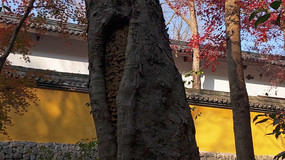 ���������»�ǽ��Ҷ�ﾰ