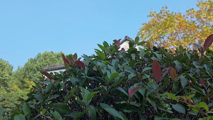 杭州临平塘栖古镇秋日白墙黑瓦古建筑 杭州临平塘栖古镇秋日白墙黑瓦古建筑