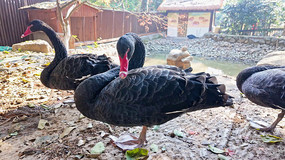 ������ڻ��ⳡ�ػ����