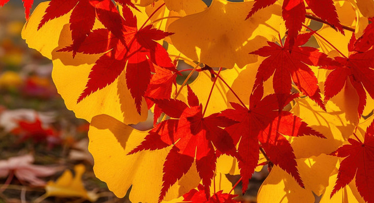 �����Ҷ��д