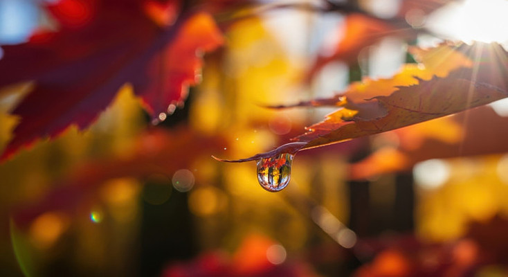 ��Ҷ�ϵľ�Ө¶��