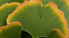 ���̽�������Ҷ