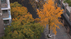 �ֵ������������뽨������