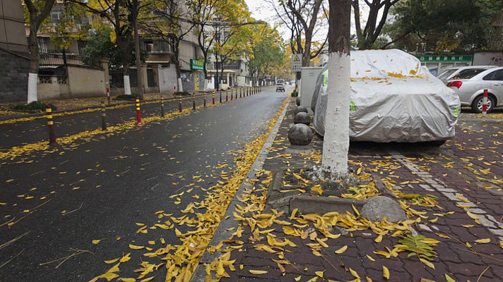 �ֵ��ﾰ��Ҷ����·��