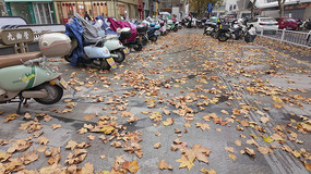 �ֵ�ͣ�ŵ綯������Ҷ����