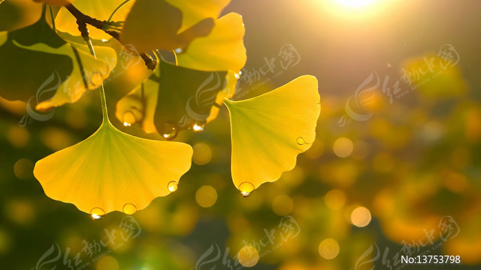 �������Ҷ�볿��¶��