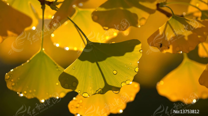 �������Ҷ�볿��¶��