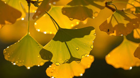 �������Ҷ�볿��¶��