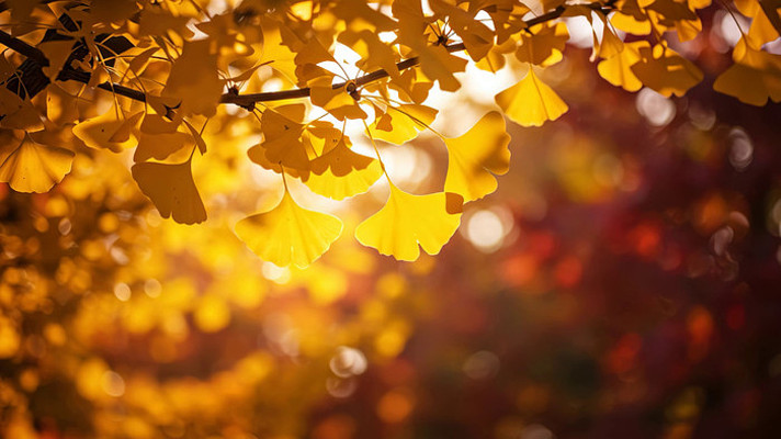 �������֦Ҷ��Ӱ