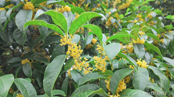 �����ʢ����д