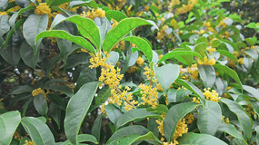 �����ʢ����д