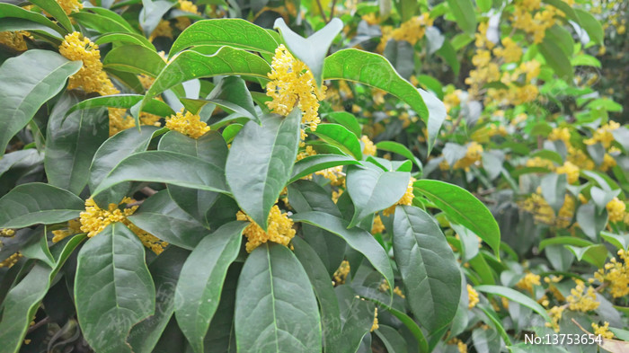 �����ʢ����д