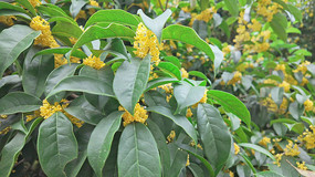 �����ʢ����д