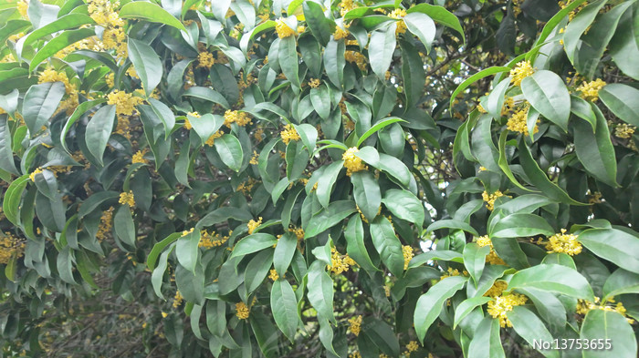 �����ʢ����д