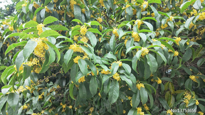 �����ʢ����д