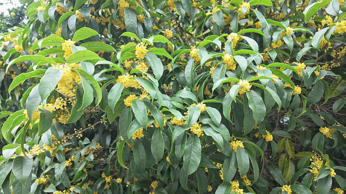 �����ʢ����д